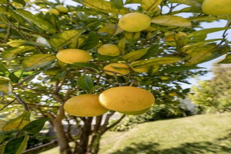 Photo of property in 21 Omokoroa Road, Omokoroa, 3114