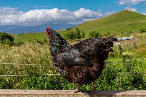 Photo of property in 407 Elephant Hill Road, Waihao Downs, Waimate, 7977