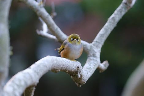 Photo of property in 5 Easdale Street, Kelburn, Wellington, 6012