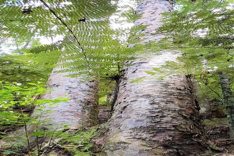 Photo of property in 244a Blackbridge Road, Dairy Flat, 0794