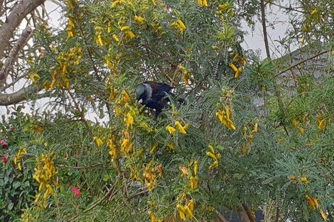 Photo of property in 9a Mistral Place, Paraparaumu Beach, Paraparaumu, 5032