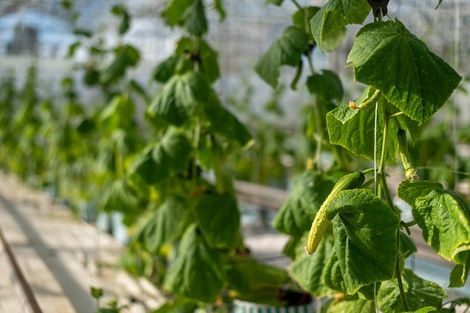 Photo of property in 1412 Dairy Flat Highway, Dairy Flat, Albany, 0794