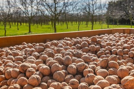 Photo of property in 973 Hoskyns Road, West Melton, Christchurch, 7671