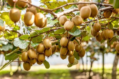 Photo of property in 39 Prole Road, Omokoroa, Tauranga, 3172