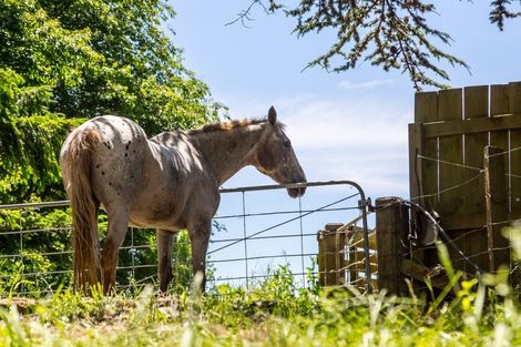 Photo of property in 414 Rakaiatai Road, Ormondville, Dannevirke, 4977