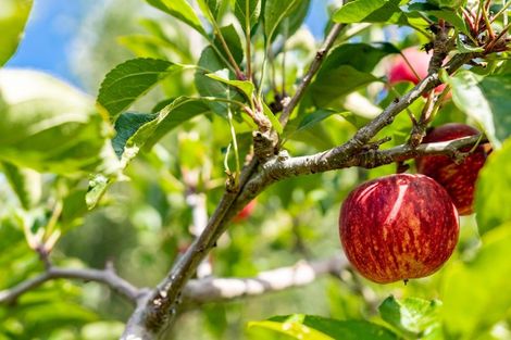 Photo of property in 266 Gorge Road, Maungaturoto, 0588