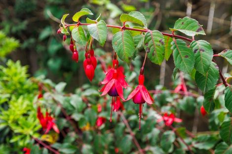 Photo of property in 166 Cambridge Avenue, Ashhurst, 4810