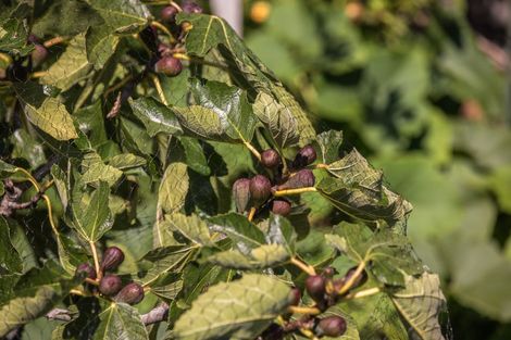 Photo of property in 73 Kotuku Drive, Paraparaumu Beach, Paraparaumu, 5032