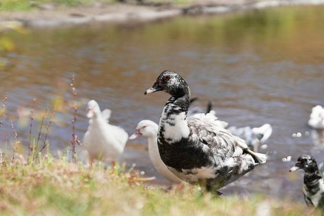 Photo of property in 245 Te Hapua Road, Te Horo, Otaki, 5581