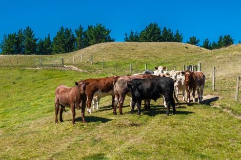 Photo of property in 363 Caseys Road, Lake Grassmere, Seddon, 7285