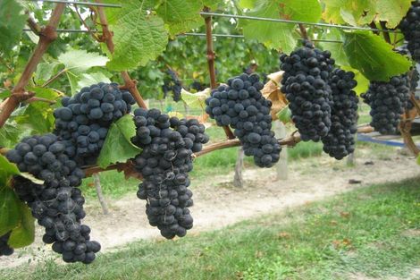 Photo of property in 1034 Luggate-cromwell Road, Mount Pisa, Cromwell, 9383