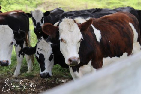 Photo of property in 215c Heatley Road, Whakapirau, 0583