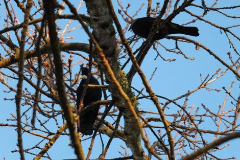 Photo of property in 23b Purcell Street, Foxton, 4814