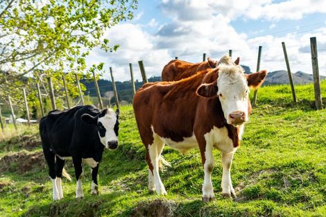 Photo of property in 251 Griffin Road, Maungaturoto, 0583