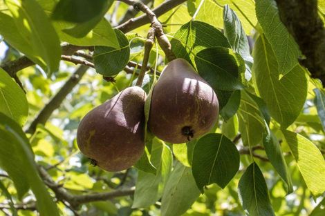 Photo of property in 10 Richmal Street, Waihi, 3610