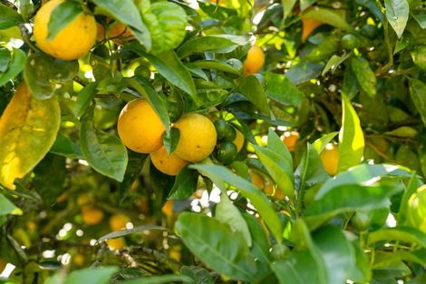 Photo of property in 928 Omanawa Road, Omanawa, Tauranga, 3171