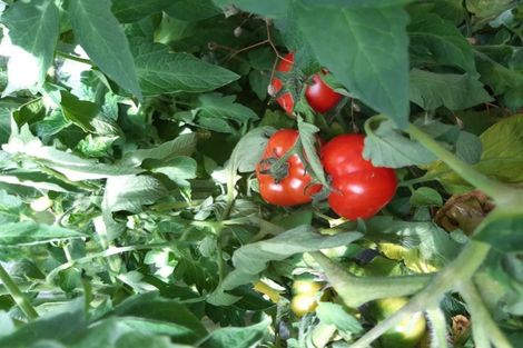 Photo of property in 11 Henderson Street, Mornington, Dunedin, 9011