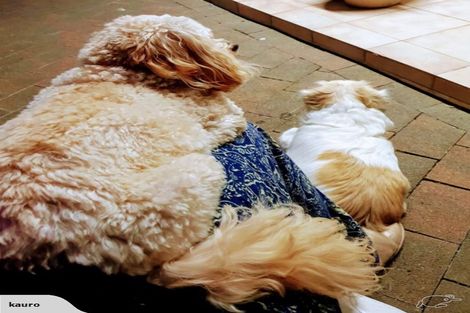 Photo of property in 10a Melrose Road East, Hillsborough, Auckland, 1042