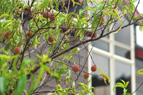 Photo of property in 131 Oyster Point Road, Kaukapakapa, Warkworth, 0984