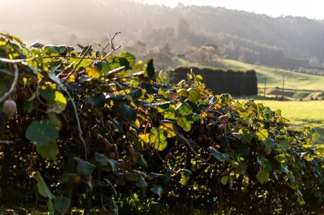 Photo of property in 910 State Highway 2, Tanners Point, Katikati, 3177