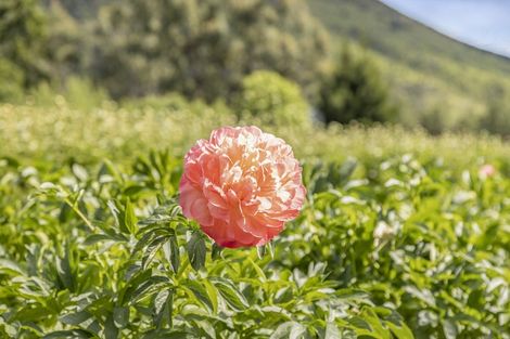 Photo of property in 42d Gladsmuir Road, Queensberry, Cromwell, 9383