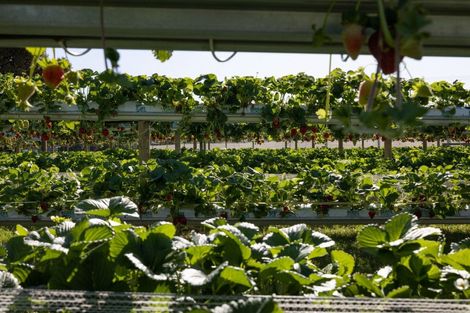 Photo of property in 529b Te Puke Highway, Te Puke, 3187