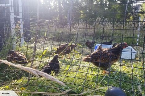 Photo of property in 118 Bethells Road, Waitakere, Henderson, 0781