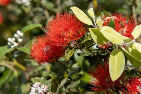 Photo of property in 745b Waikino Road, Karetu, Kawakawa, 0283