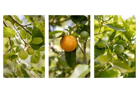 Photo of property in 74 Domett Street, Kawerau, 3127