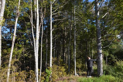 Photo of property in 295 Prescott Road, Ruakaka, Whangarei, 0171