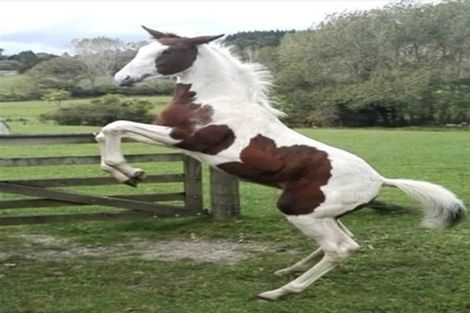 Photo of property in 346 Ireland Road, Waitoki, Kaukapakapa, 0871