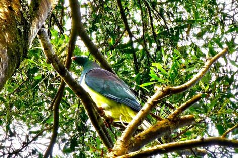 Photo of property in 416 Pinehill Road, Waimamaku, Kaikohe, 0473