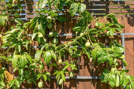 Photo of property in 17 Hairini Street, Hairini, Tauranga, 3112