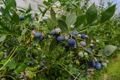 Photo of property in 44 Walker Road West, Aongatete, Katikati, 3178