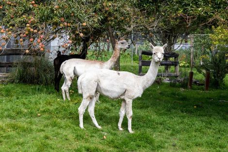 Photo of property in 657 Domett Road, Domett, Cheviot, 7382