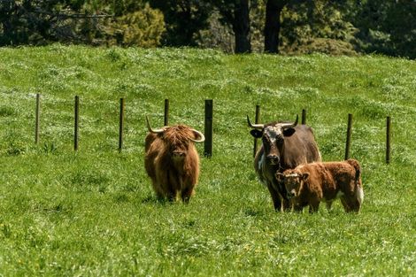 Photo of property in 9d Mcquade Road, Whakamarama, Tauranga, 3179