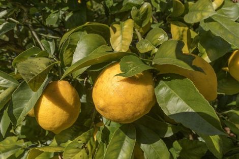 Photo of property in 16 Edwin Grove, Bethlehem, Tauranga, 3110