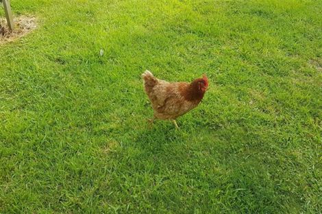 Photo of property in 7 Greenfield Street, Hector, 7822