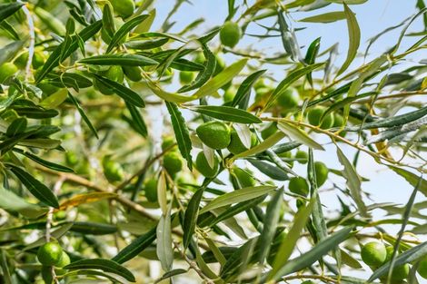 Photo of property in 447 Wairau Bar Road, Spring Creek, Blenheim, 7273