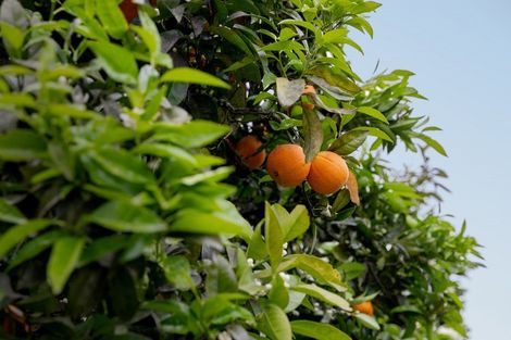 Photo of property in 29 Lemon Road, Paengaroa, Te Puke, 3189