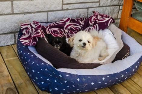 Photo of property in 29 Puriri Road, Whenuapai, Auckland, 0618