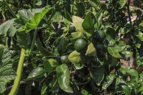 Photo of property in 9 Harlock Place, Huntly, 3700