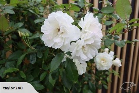 Photo of property in 19a Maire Street, Inglewood, 4330