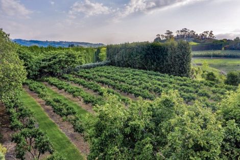 Photo of property in 99 Jess Road, Whakamarama, Tauranga, 3172