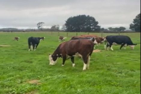 Photo of property in 15 Codlin Road, Waiuku, 2683