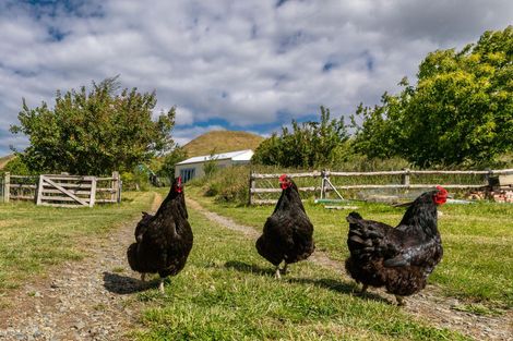 Photo of property in 407 Elephant Hill Road, Waihao Downs, Waimate, 7977