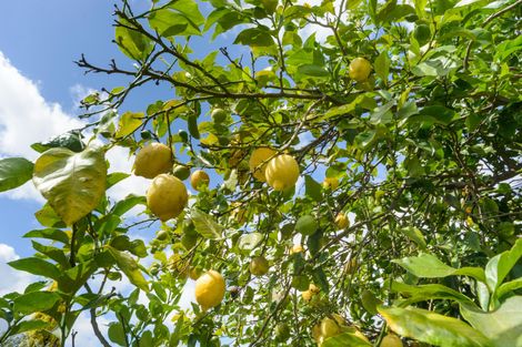 Photo of property in 73 Havelock Avenue, Westbrook, Palmerston North, 4412