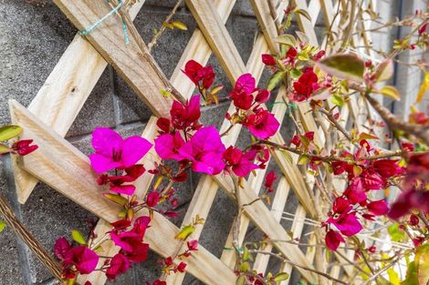 Photo of property in 24 Te Kaeaea Crescent, Wallaceville, Upper Hutt, 5018