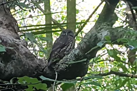 Photo of property in 914 Whakapirau Road, Whakapirau, Maungaturoto, 0583