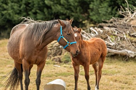 Photo of property in 2 Wilkin Road, Makarora, Wanaka, 9382